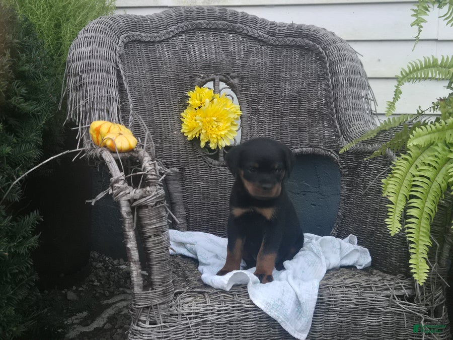 Rottweiler dogs Tinker - Ad 1