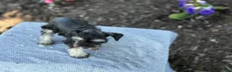 Miniature Schnauzer dogs for sale: Trixy - Ad 15