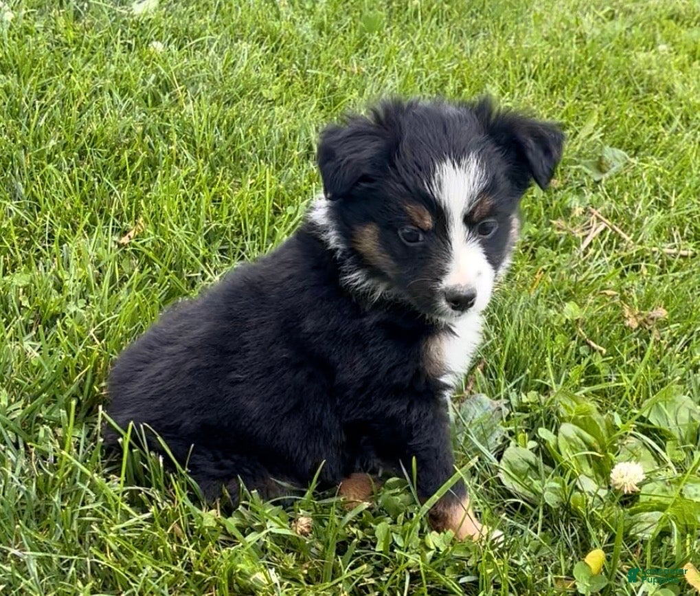 Australian Shepherd dogs Lucy  - Ad 2