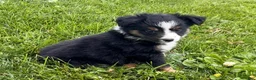 Australian Shepherd dogs for sale: Lucy  - Ad 3