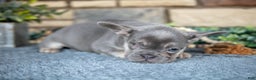 French Bulldog dogs for sale: Remi - Ad 3