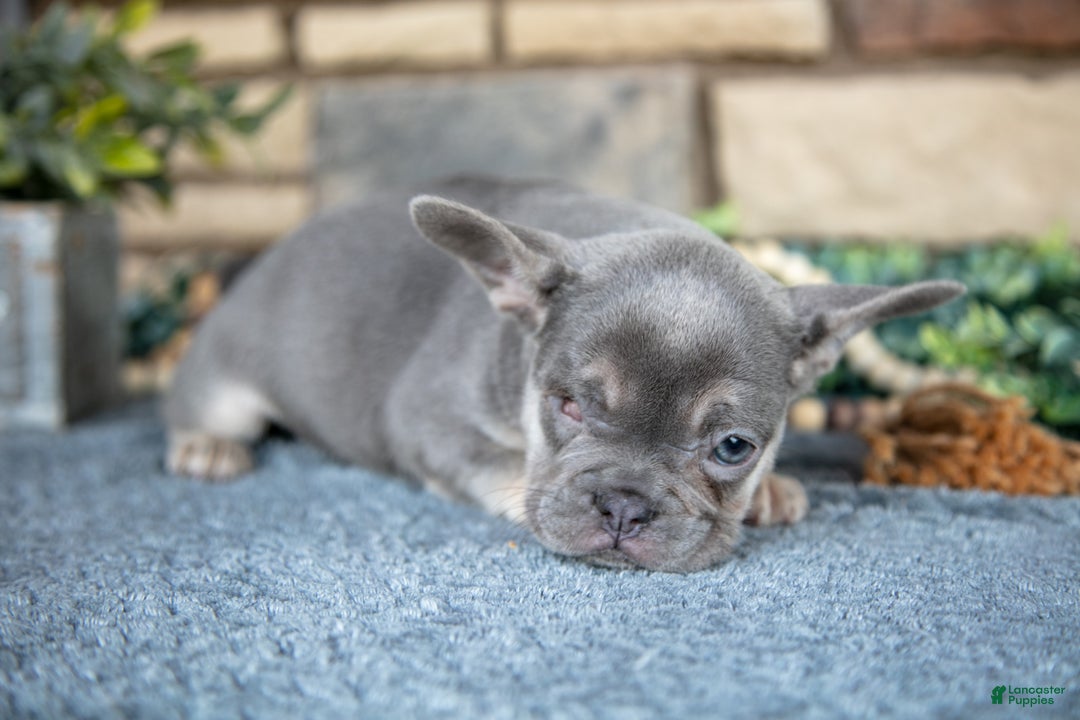 French Bulldog dogs for sale: Remi - Ad 3