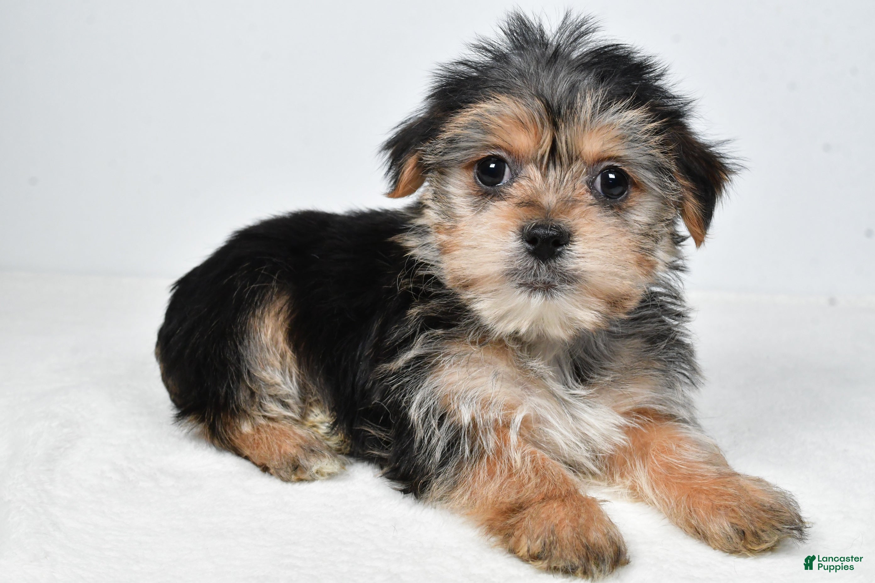 Morkie dogs Remi - Ad 24