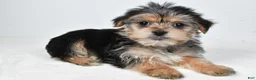 Morkie dogs for sale: Remi - Ad 1