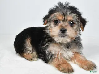 Morkie dogs Remi - Ad 24