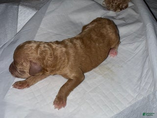 Mixed Breed dogs - Ad 32