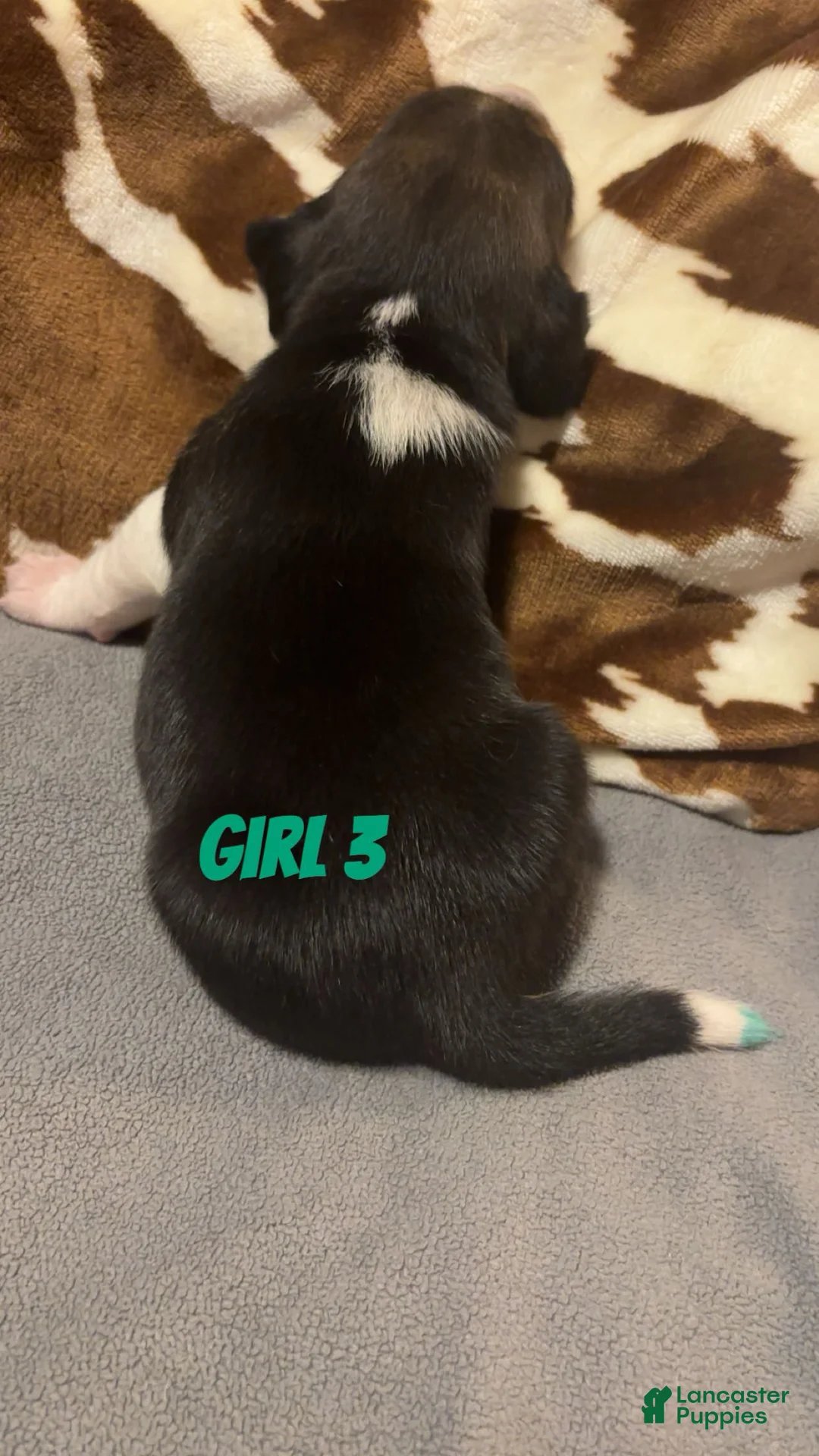 Beagle dogs for sale: Beagle 5 - Ad 2
