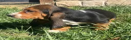 Basset Hound dogs for sale: Basset Hound 1 - Ad 4