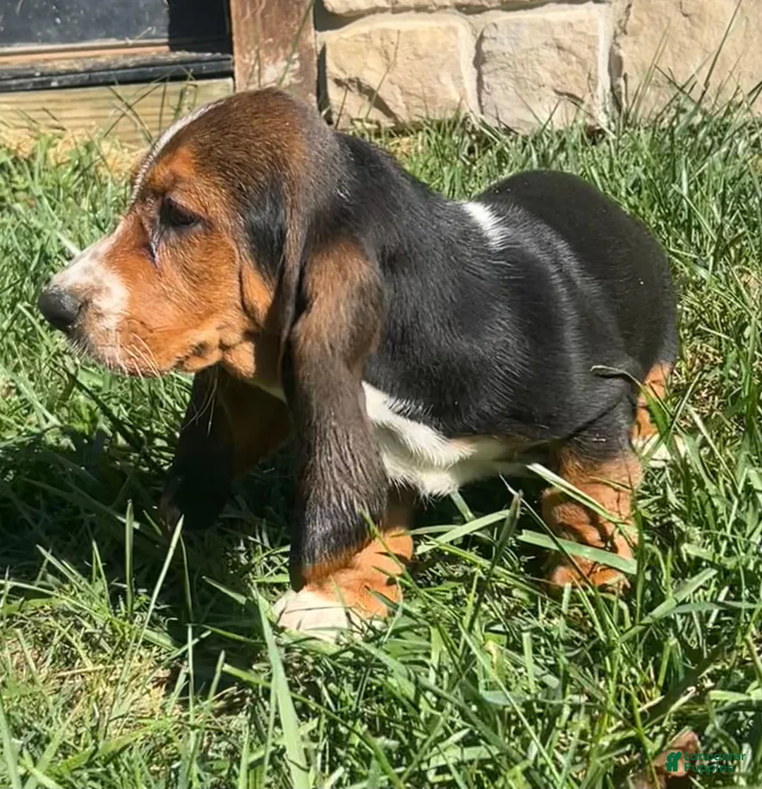 Basset Hound dogs for sale: Basset Hound 1 - Ad 4