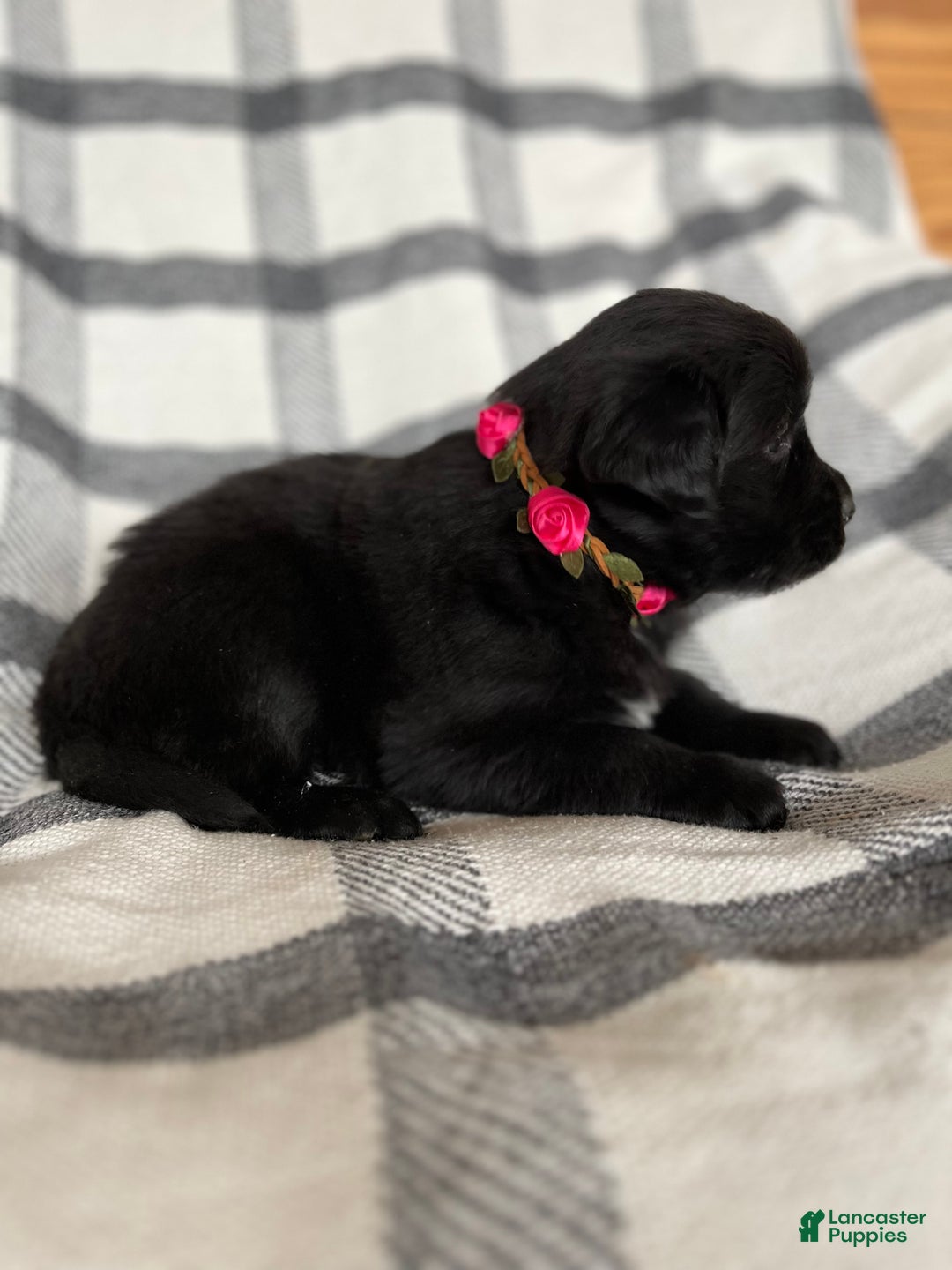 Mixed Breed dogs for sale: Allie - Ad 9