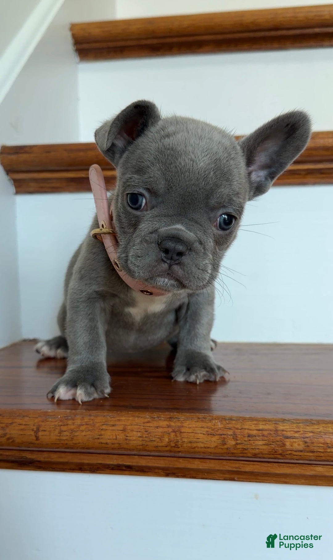 French Bulldog dogs for sale: Lulu - Ad 3