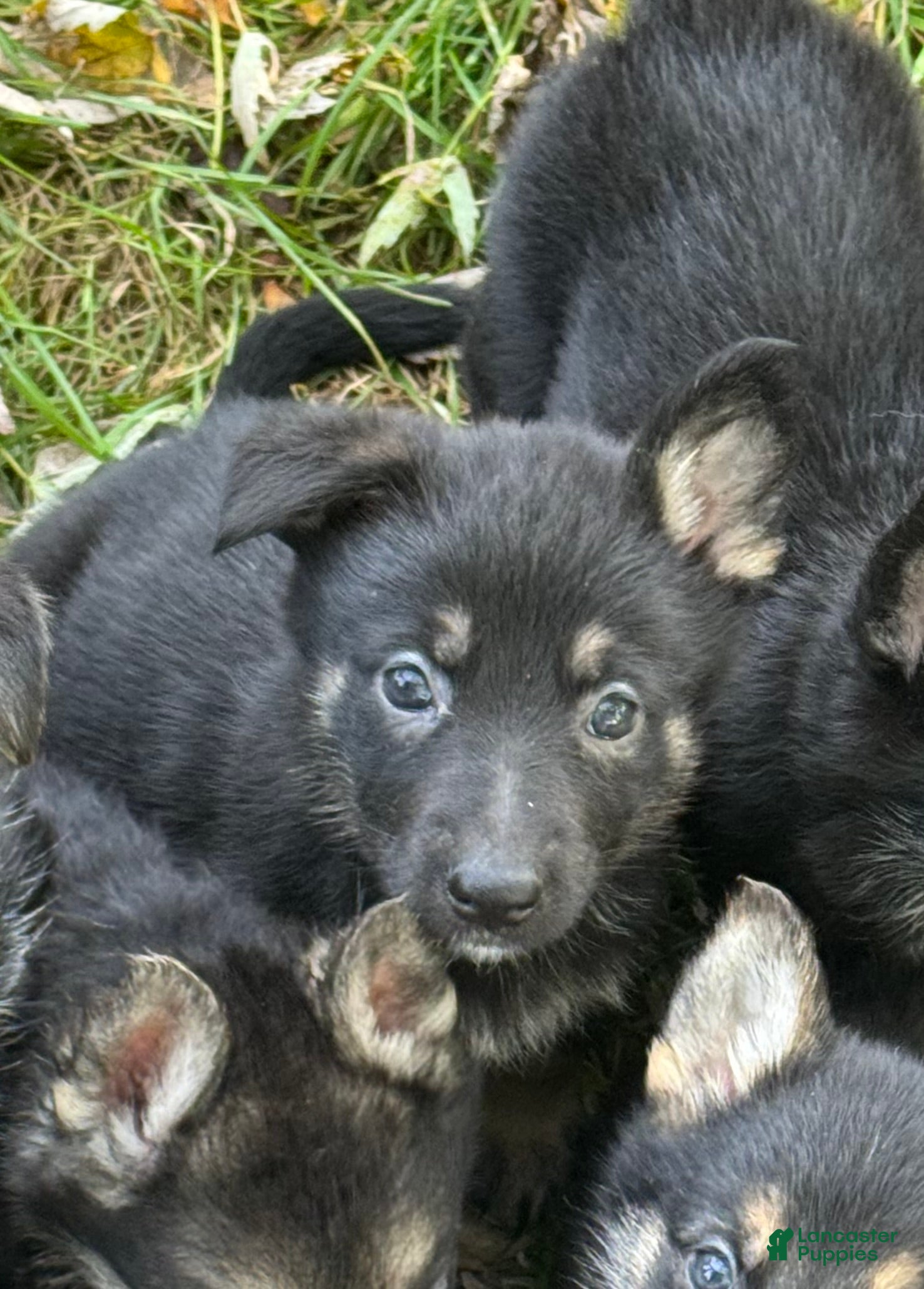 German Shepherd dogs for sale: German Shepherd 1 Yellow Collar - Ad 4