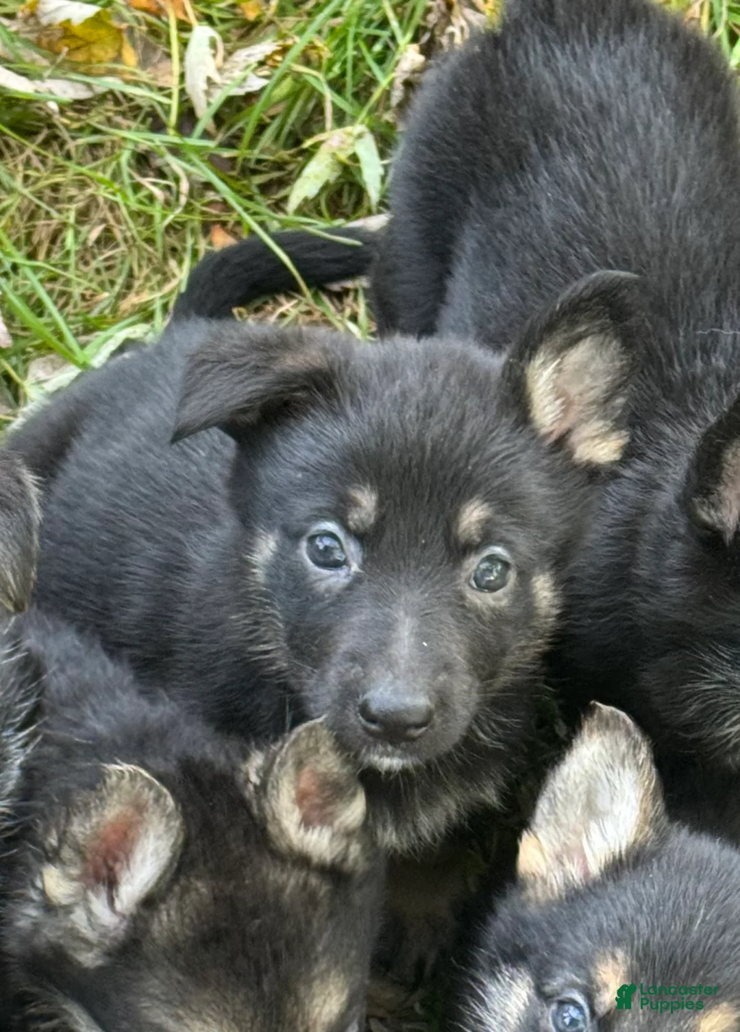 German Shepherd dogs for sale: German Shepherd 1 Yellow Collar - Ad 1