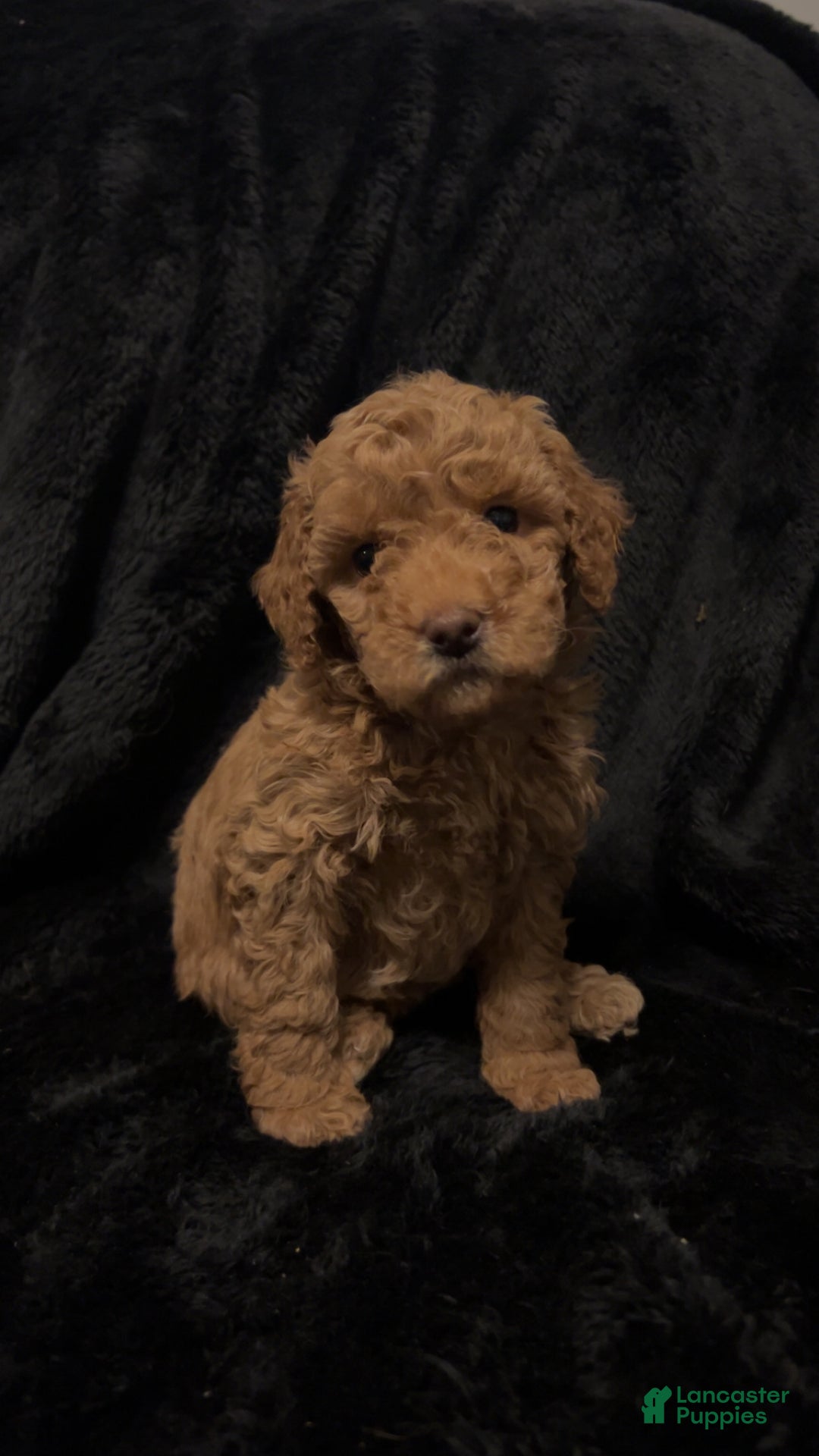 Mini Goldendoodle dogs for sale: Ms French Toast - Ad 2