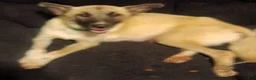 Mixed Breed dogs for sale: BLONDEE  - Ad 7