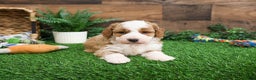 Mini Goldendoodle dogs for sale: Linguine  - Ad 4