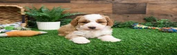 Mini Goldendoodle dogs for sale: Linguine  - Ad 10