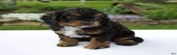 Cavapoo dogs for sale: Austin - Ad 5
