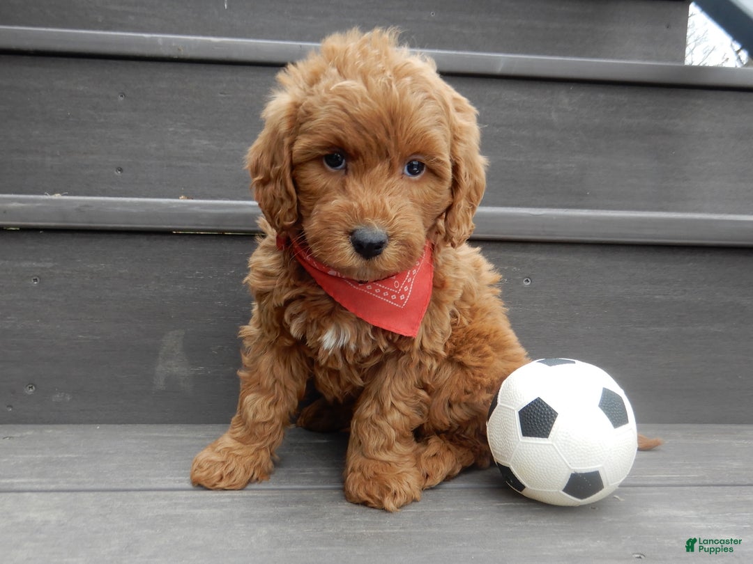 Mini Goldendoodle dogs for sale: Evan - Ad 4
