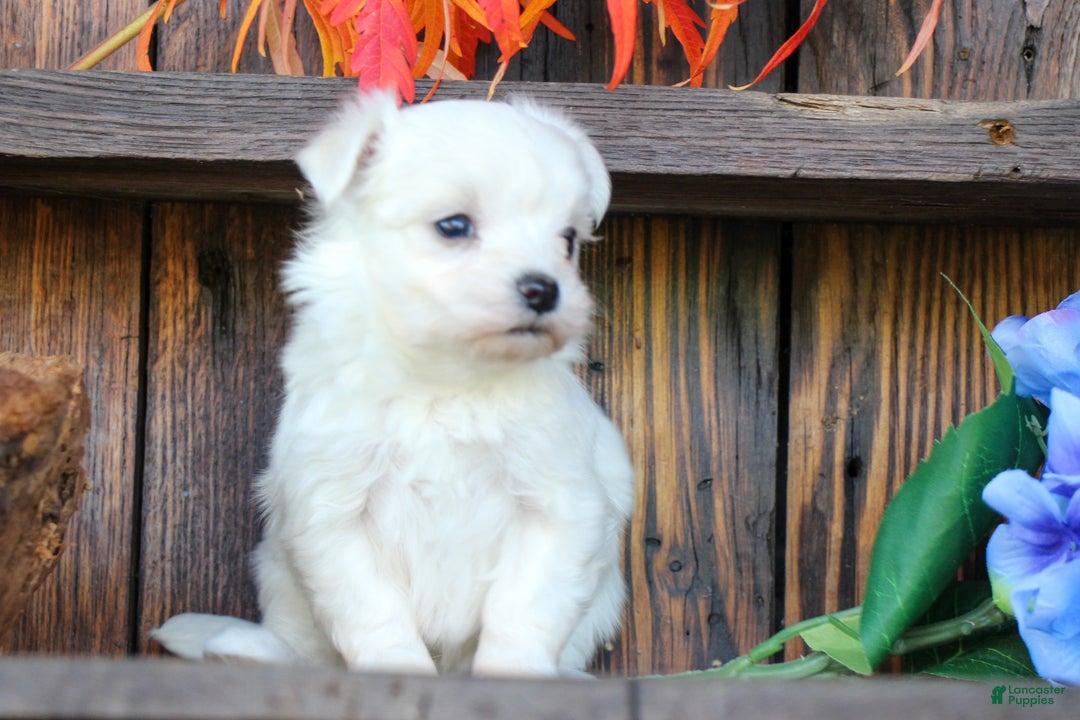 Maltese dogs for sale: Roxanne - Ad 3