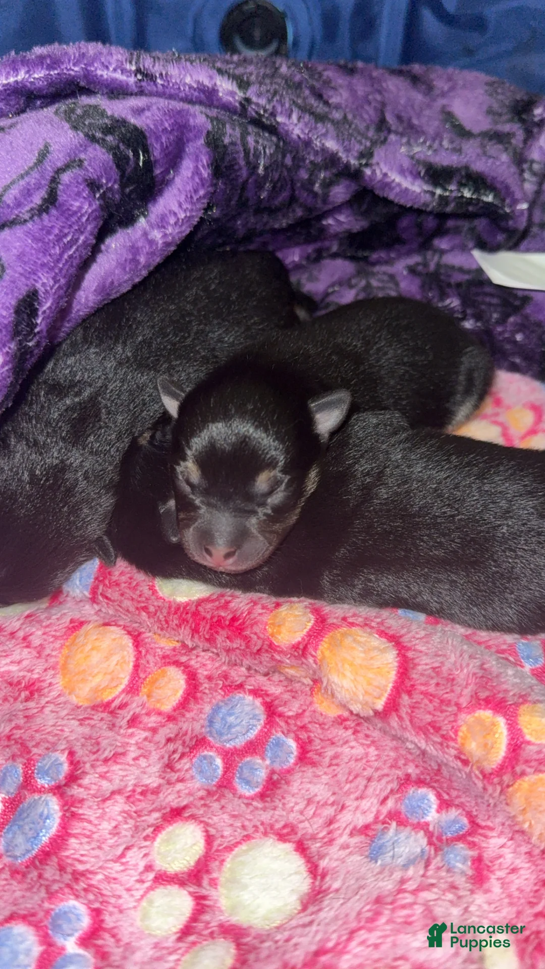 Chihuahua dogs for sale: Chihuahua 2 - Ad 1