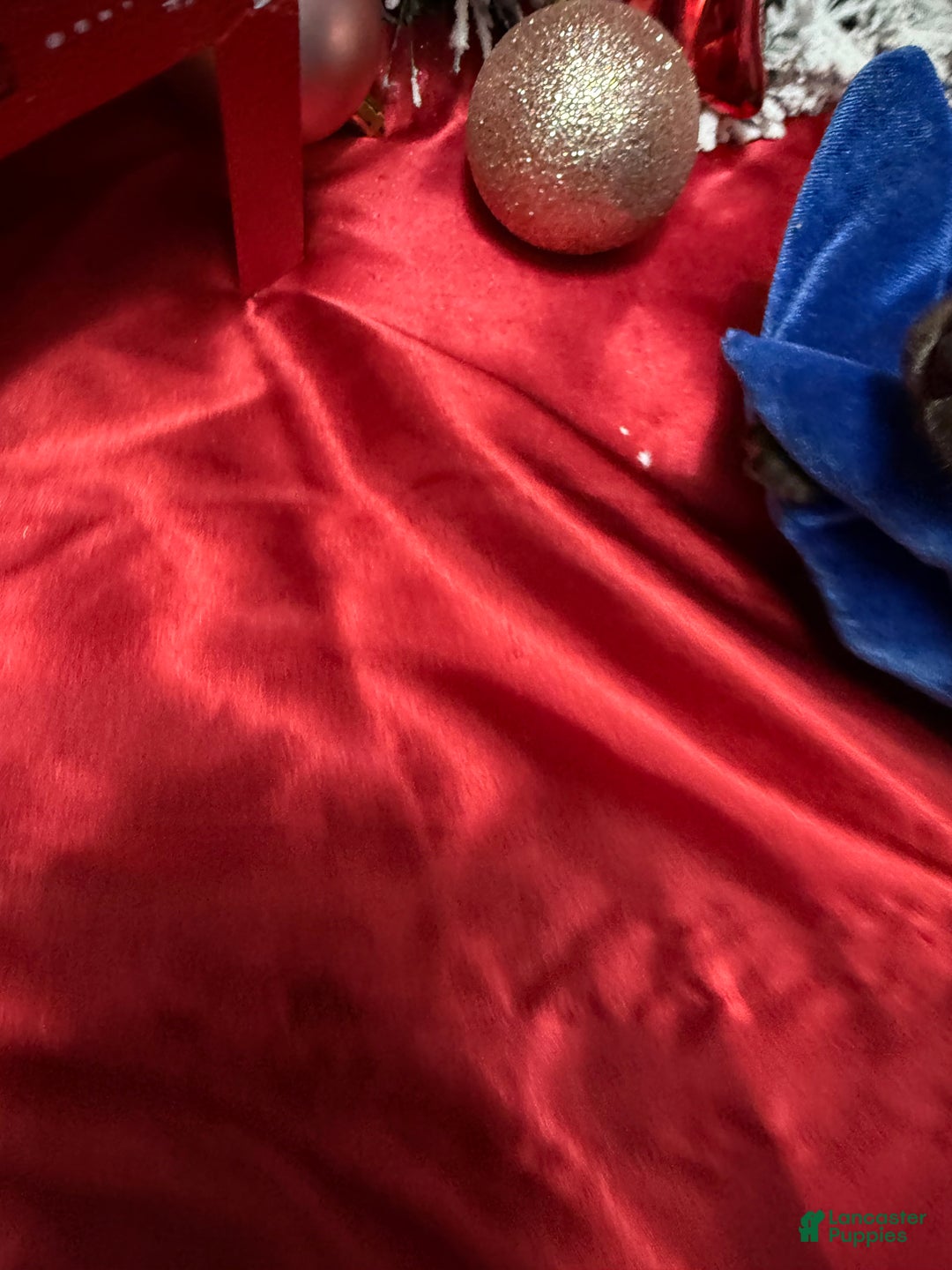 Yorkshire Terrier dogs for sale: Alfredo - Ad 13