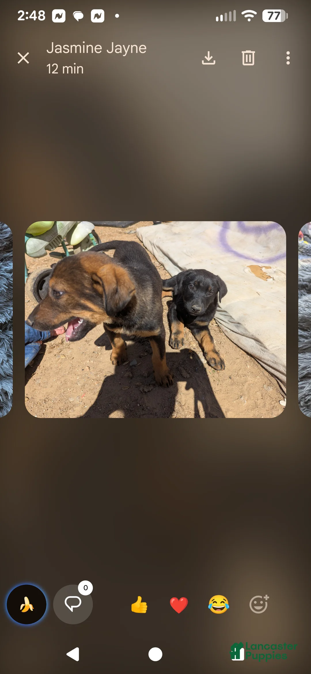 Mixed Breed dogs for sale: Mixed Breed Puppy 1 - Ad 2