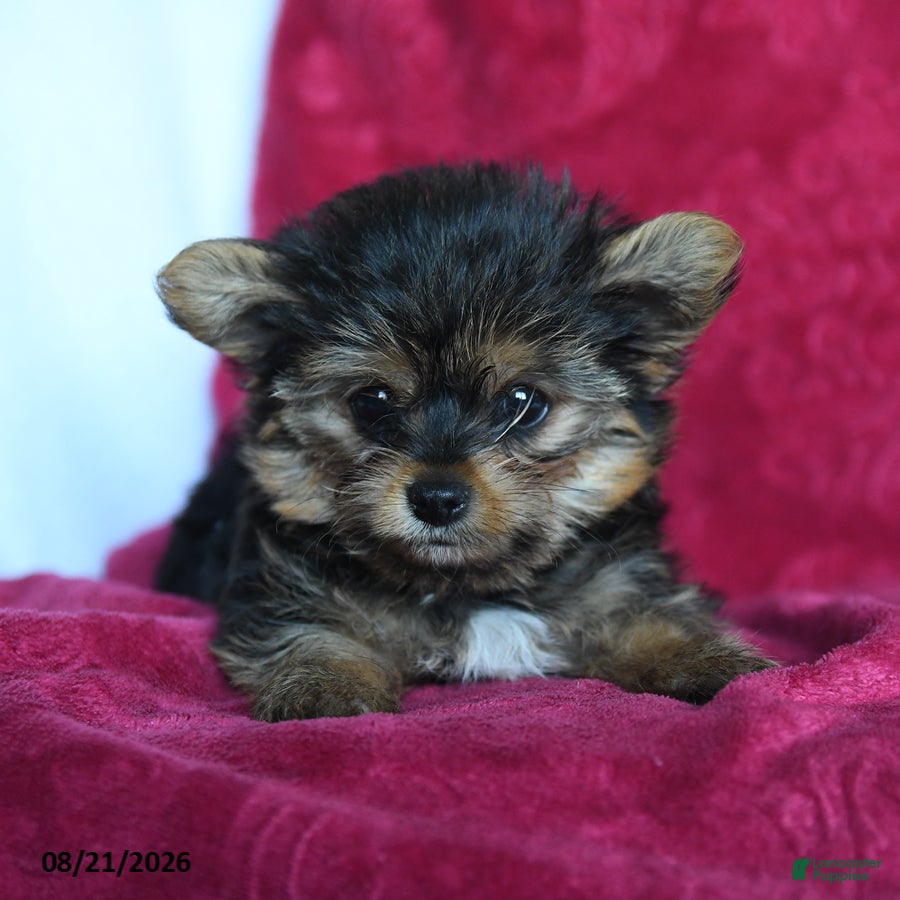 Yorkshire Terrier dogs Rockie - Ad 2