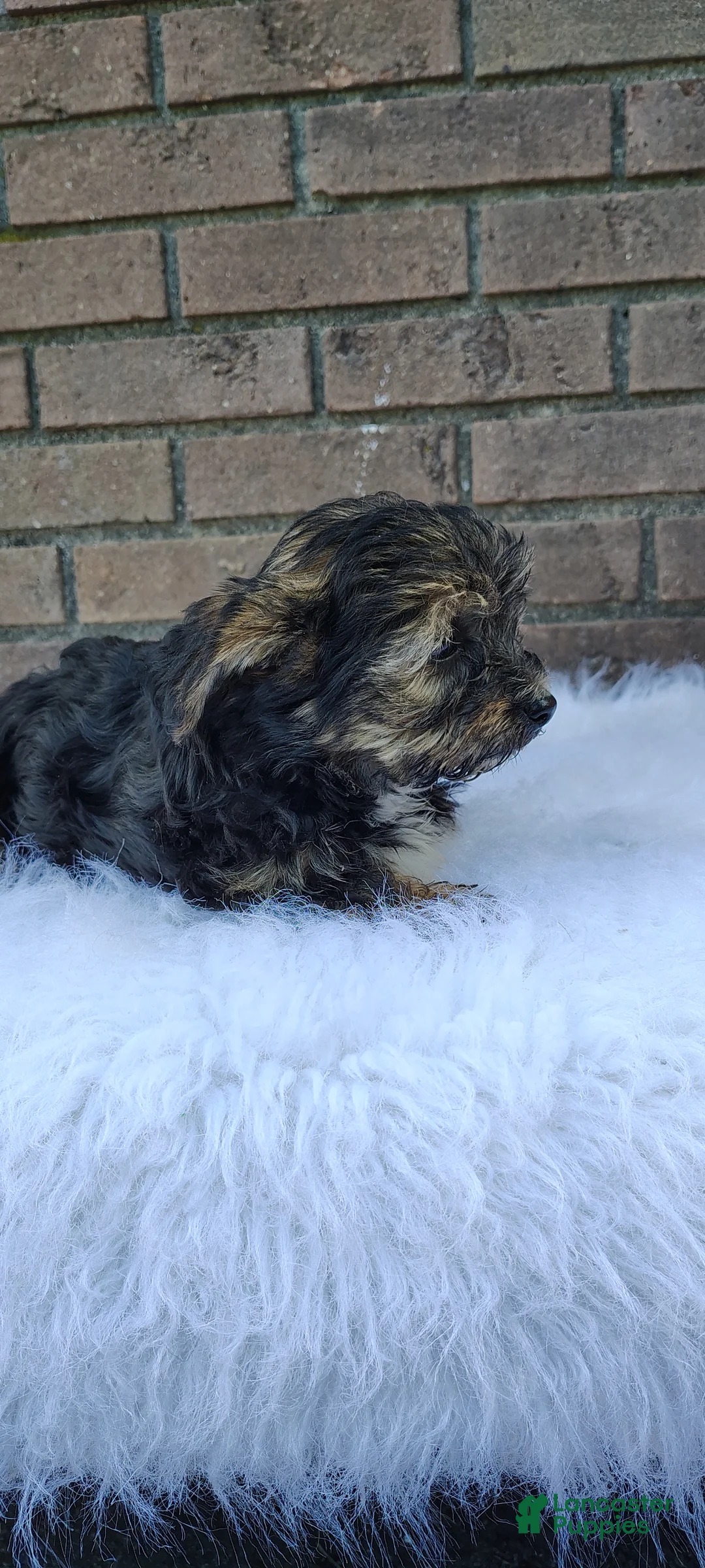 Yorkiepoo dogs for sale: Yanni - Ad 8