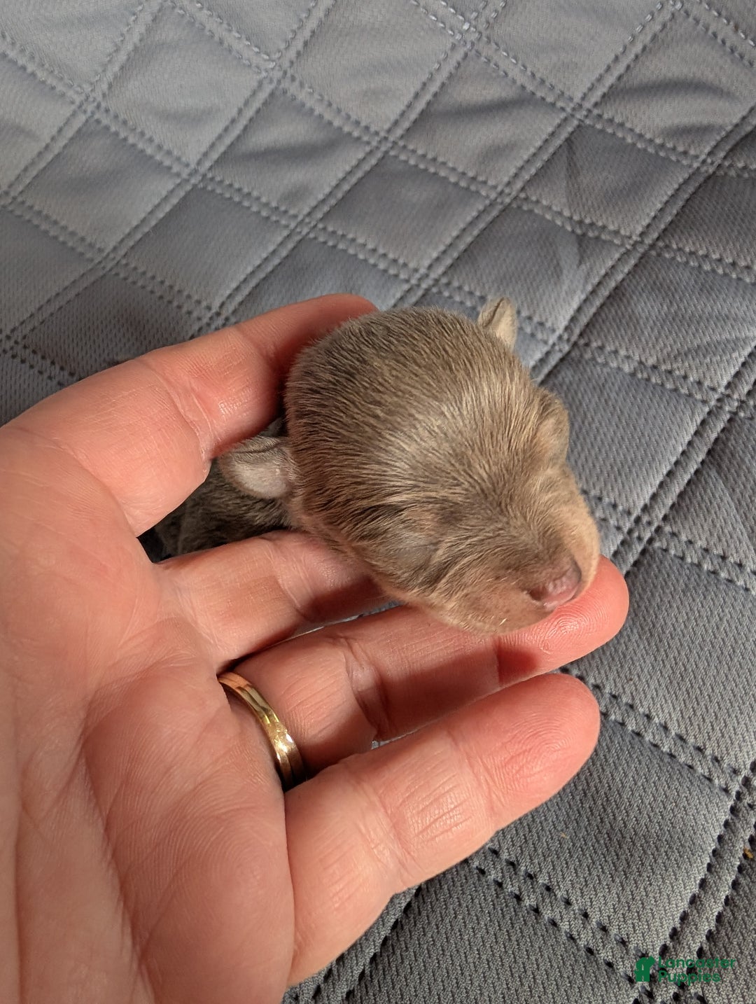 Chihuahua dogs for sale: Phoenix - Ad 4