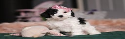 Miniature Poodle dogs for sale: Lilac - Ad 2