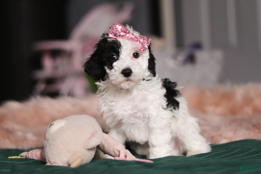 Miniature Poodle dogs for sale: Lilac - Ad 2