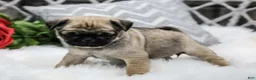 Pug dogs for sale: Carly - Ad 3