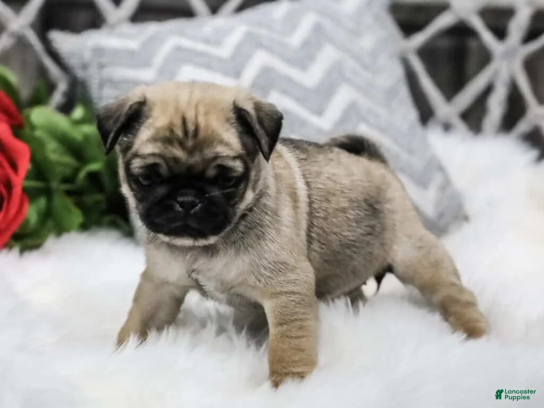 Pug dogs for sale: Carly - Ad 3
