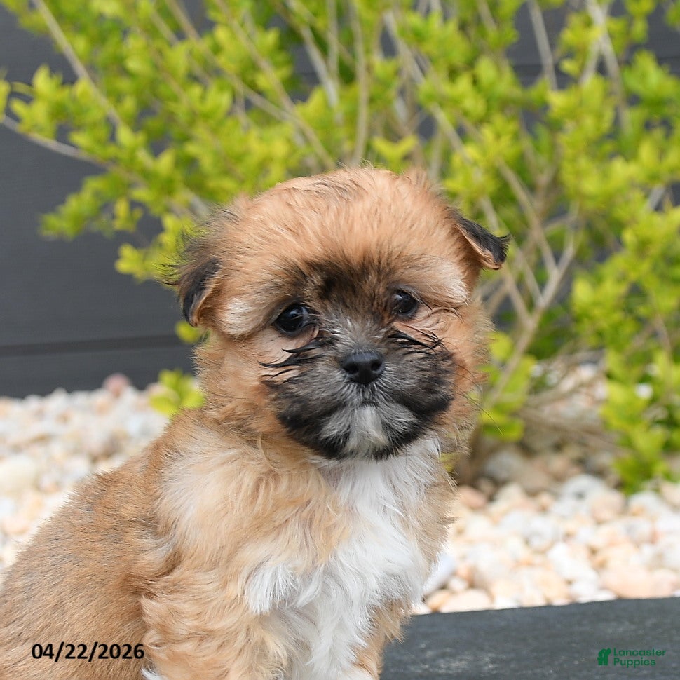 Mixed Breed dogs Cocoa - Ad 2
