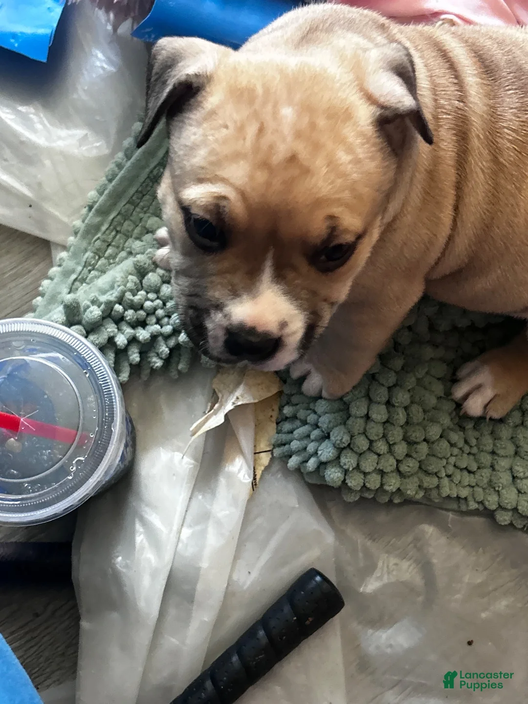 American Pit Bull Terrier dogs for sale: Gens my personal favorit - Ad 1