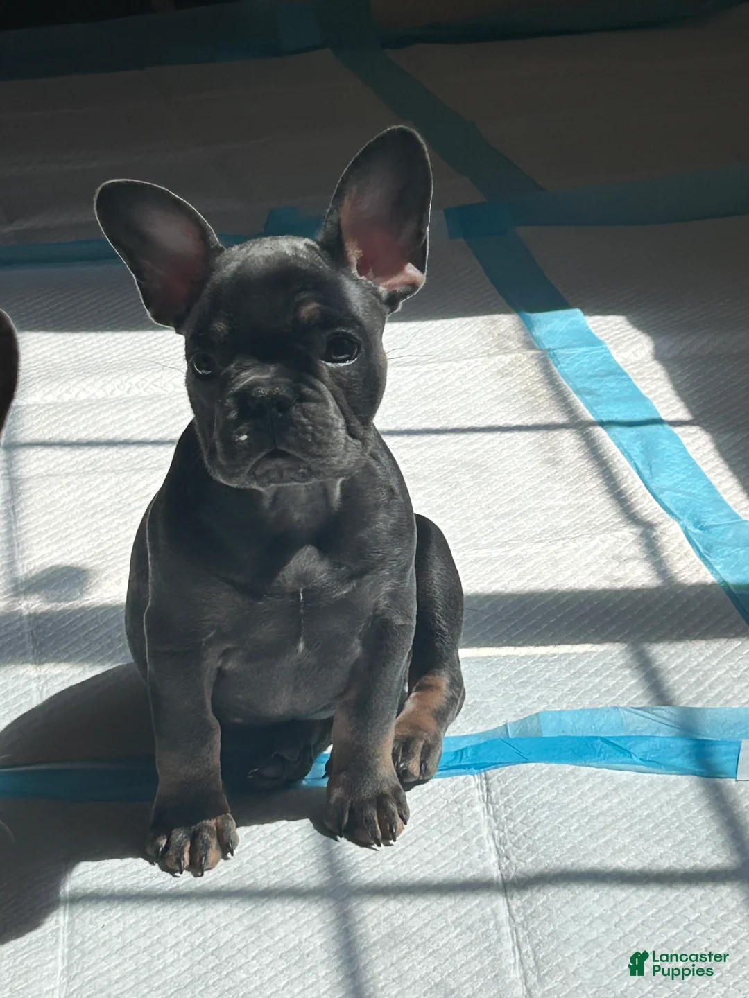 French Bulldog dogs for sale: French Bulldog Puppy 5 - Ad 2