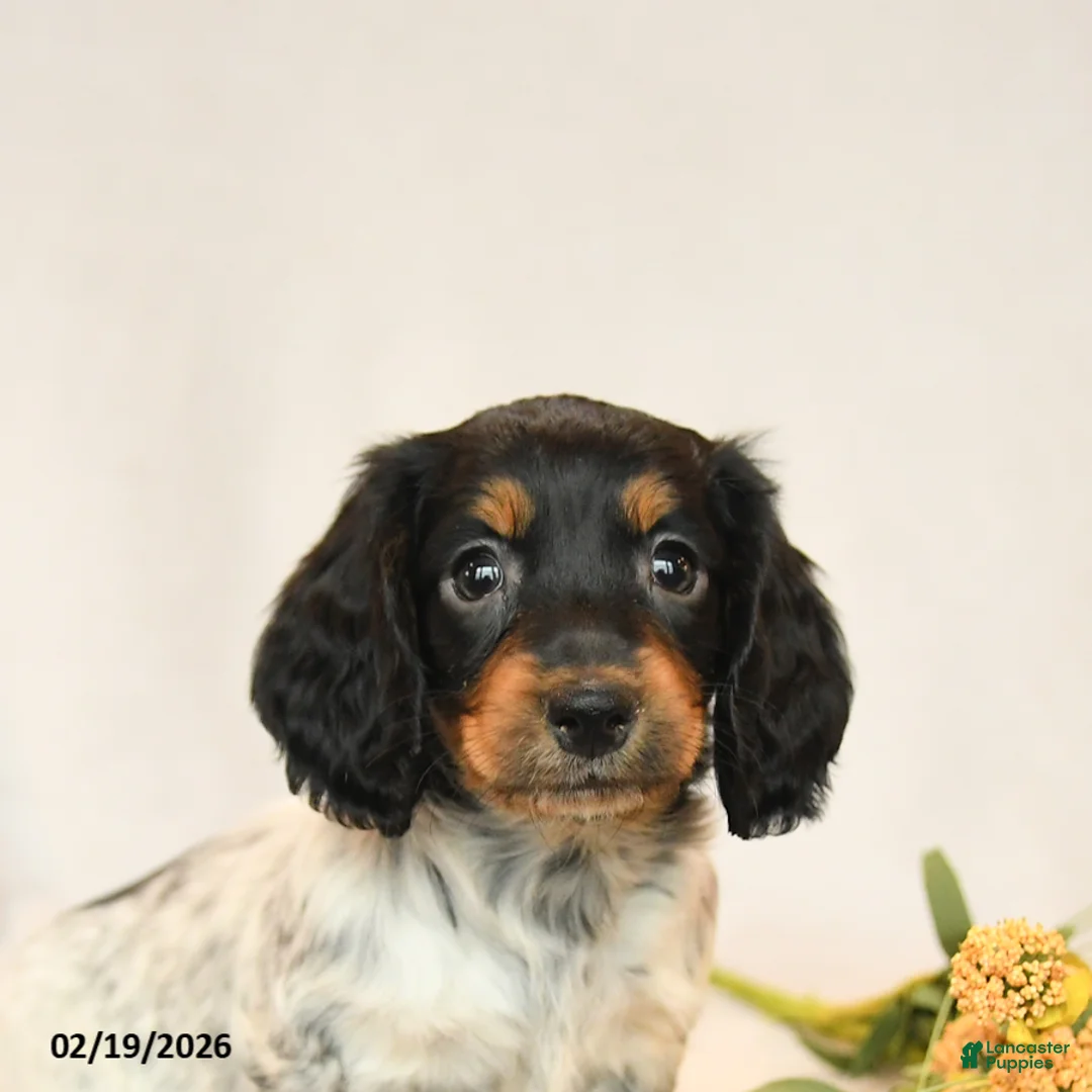 Miniature Dachshund dogs for sale: Baxter - Ad 3