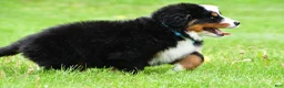 Bernese Mountain Dog dogs for sale: Rexton - Ad 9