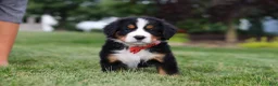 Bernese Mountain Dog dogs for sale: Victor - Ad 5