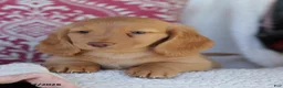 Miniature Dachshund dogs for sale: Maycon - Ad 5