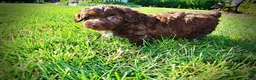 Havapoo dogs for sale: Chewy - Ad 13
