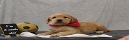 Goldendoodle dogs for sale: Trina - Ad 7
