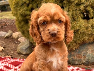 Cocker Spaniel dogs Zacky - Ad 39