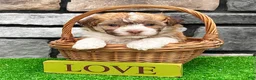 Havanese dogs for sale: Logan - Ad 2