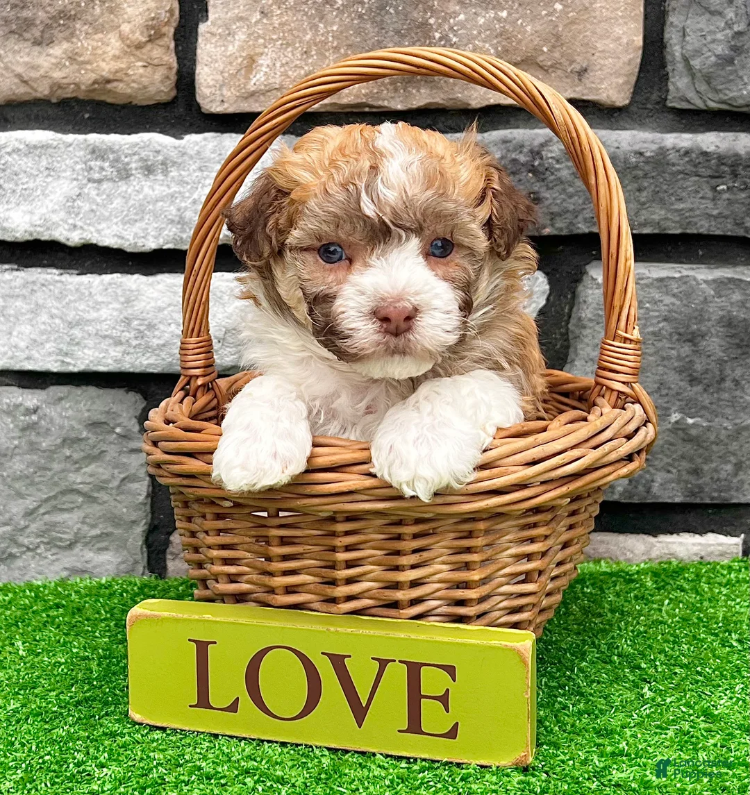 Havanese dogs for sale: Logan - Ad 2