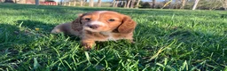 Miniature Dachshund dogs for sale: Miniature Dachshund Puppy 1 - Ad 5