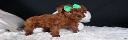 Miniature Poodle dogs for sale: BUSTER - Ad 5