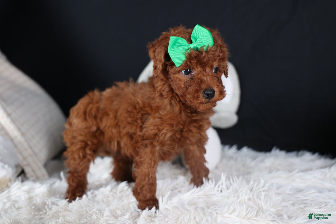 Miniature Poodle dogs for sale: BUSTER - Ad 5
