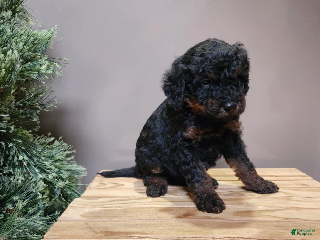 Mini Bernedoodle dogs for sale: Klaus - Ad 4